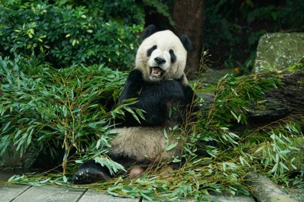 「團團」是台灣僅有一隻雄性大貓熊，國際關注度、歷史價值及保育類野生動物等級具有珍貴性、特殊性。圖／台北市立動物園
