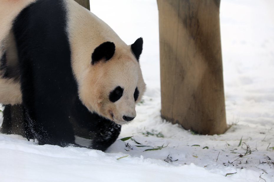 英國唯一一對大陸大貓熊「陽光」和「甜甜」在愛丁堡動物園旅居12年後，即將於12月返回中國大陸。（取自愛丁堡動物園官網）