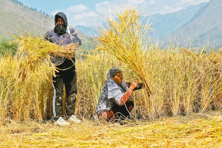 印度預料將在2024年維持很長一段時間的稻米外銷限制，使全球米價在2008年糧食危機以來的最高水準附近盤旋。（路透）