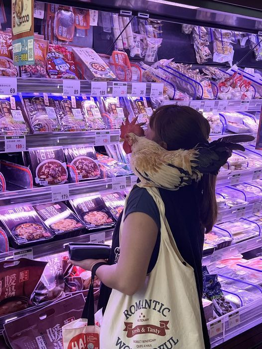 有網友表示去超市，遇見有人帶著一隻寵物雞正在選購暖湯商品。 圖擷自臉書社團「路上觀察學院」