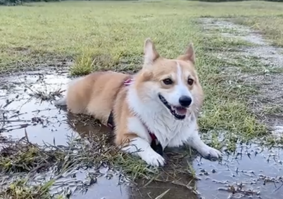 柯基犬「Secom」趴在髒兮兮的泥巴坑裡，咧開嘴燦笑的表情看起來玩得相當盡興。（圖／翻攝自推特 @lady_secom）