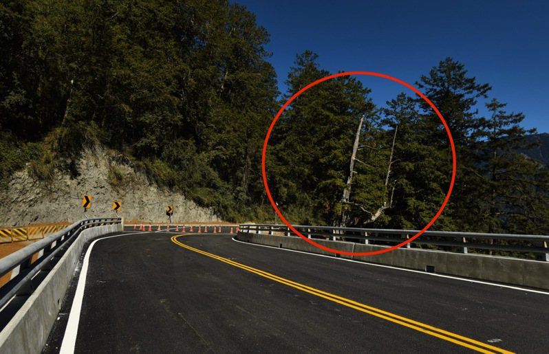 公路局為避開超過300年樹齡的紅檜（紅圈處）「以路就樹」，更改原規劃路徑。記者蔡世偉／翻攝