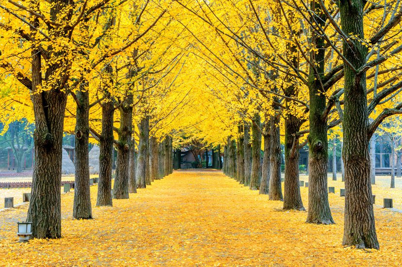 秋冬時分銀杏樹所落下的浪漫「黃金雨」吸引不少遊客探訪。 圖／freepik