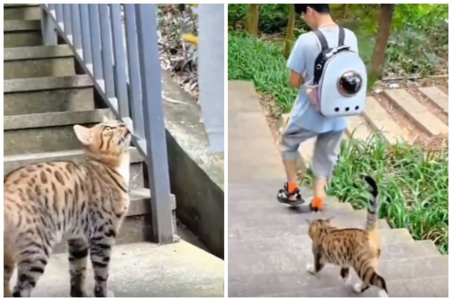 有男子帶著家裡的貓咪出門，沒想到路上卻遇上一隻公貓「直接認岳父」。圖/翻攝自微博