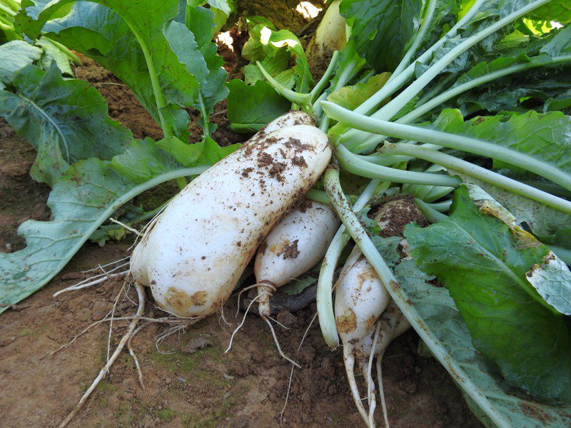 南投埔里入冬後是國內蘿蔔重要產地，又以白娘品種為大宗。記者賴香珊／攝影