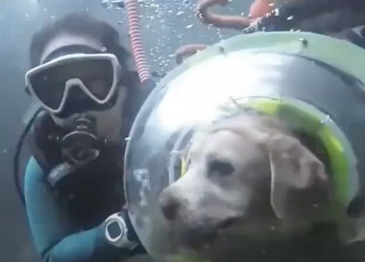 11歲拉布拉多犬張著大眼睛透過頭盔觀察水底風景，充滿好奇心的模樣宛如孩童般純真。（圖／翻攝自微博）