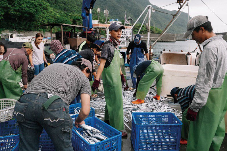 漁獲入港後，工作人員即刻進行分批處理