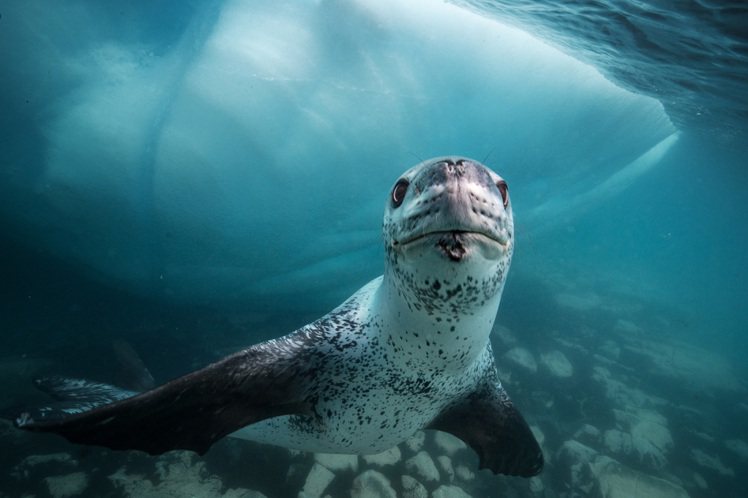 在南極洲所發現的「豹海豹」，在科學家考證下證明，大程度降低了海狗的族群數量。圖／...
