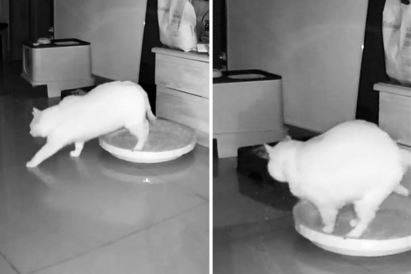 近日氣溫下滑，有網友就分享一隻貓咪踩到地板的瞬間又縮回窩裡。圖/翻攝自微博