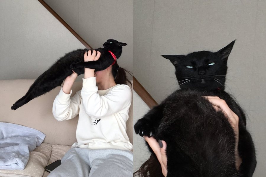 日本一隻超有個性的黑貓堅持不給抱，有趣的動作在網路上掀起討論。圖擷自X/@itmnnnnn