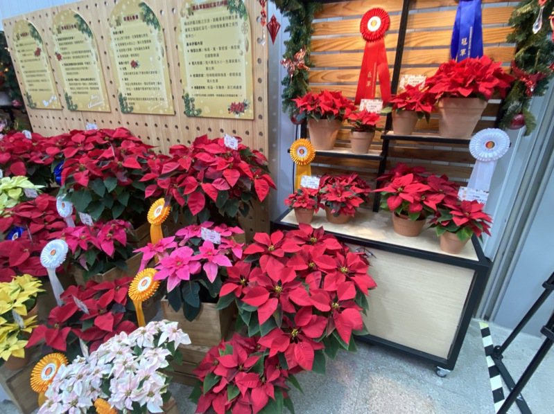 聖誕紅在國內品種多元，以紅色佔9成居冠，也有粉色系、雙色系、白色系、黃色系，約占1成。圖／台北市花卉公司提供