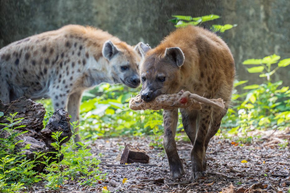 斑點鬣狗咬著特製麻布袋造型玩。圖／台北市立動物園提供