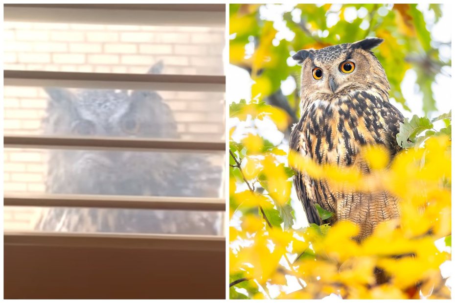 屋主看到一隻貓頭鷹飛到廚房窗戶外，竟是現在的鳥明星。圖取自YouTube、IG