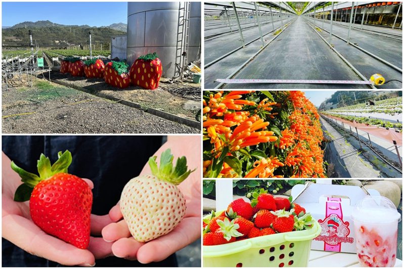 圖／大湖草莓季-採草莓即時情報臉書、圖／大湖旅遊網