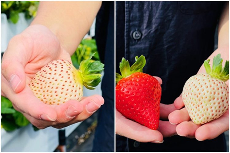 圖／大湖草莓季-採草莓即時情報臉書、圖／大湖旅遊網