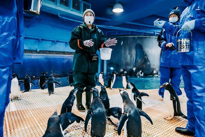 仔細聆聽飼育員講解餵食企鵝要點。　圖：屏東海生館／提供