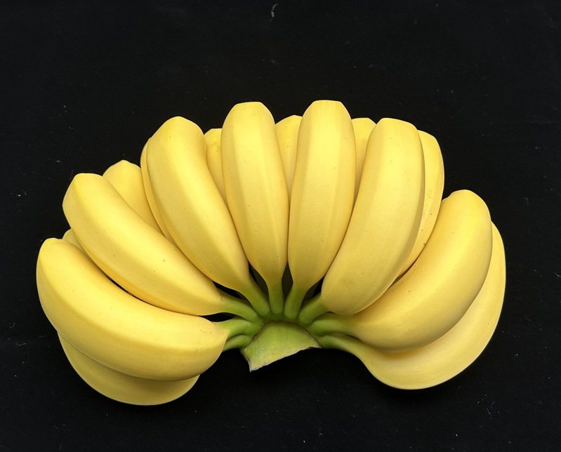 萬丹蕉農洪兆濡奪得評鑑冠軍，台灣香蕉研究所長邱祝櫻形容，冠軍蕉農的香蕉猶如完美「類道具香蕉」，讓人捨不得吃。圖／台灣香蕉研究所提供