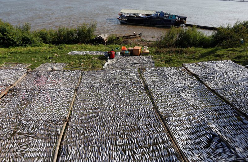 湄公河曾棲息著富饒的魚蝦水產，如今數種魚類面臨瀕絕。（圖／路透）