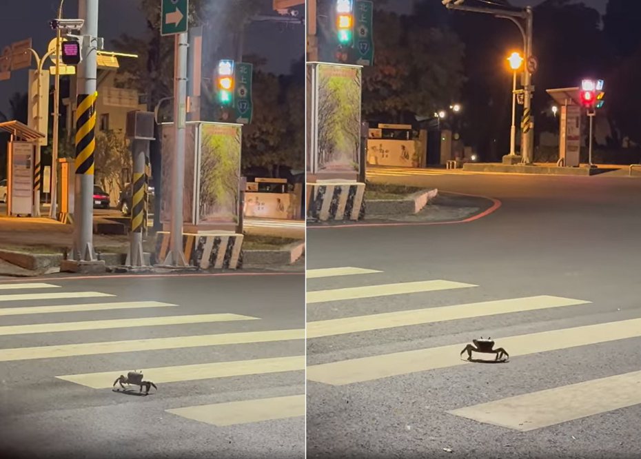 網友分享，螃蟹走斑馬線過馬路的奇景。圖／擷自「路上觀察學院」