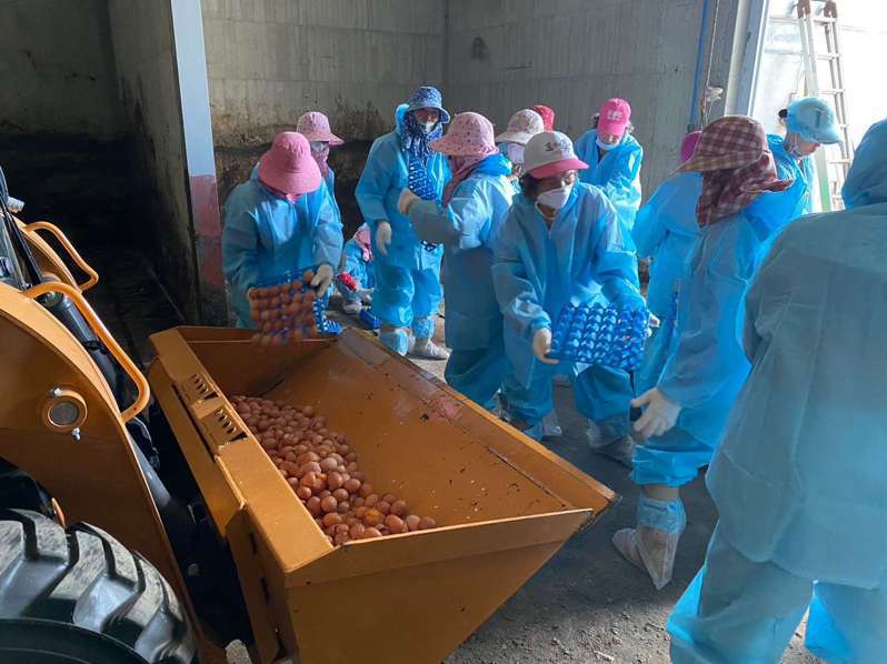 雲林縣今天出現今年入秋第一場禽流感確診禽場，撲殺15374隻蛋雞及銷毀35413顆雞蛋。圖／雲林縣政府提供