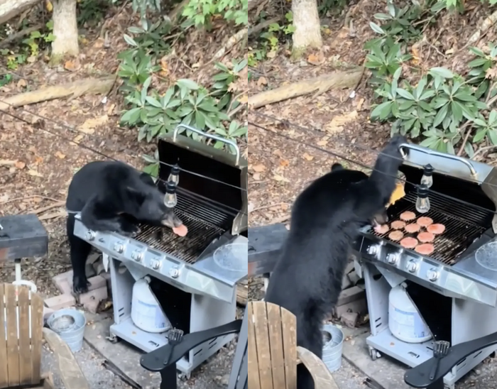 一隻黑熊闖入家庭燒烤派對，狂吃十顆漢堡。圖擷自Tiktok / Via  https://www.tiktok.com