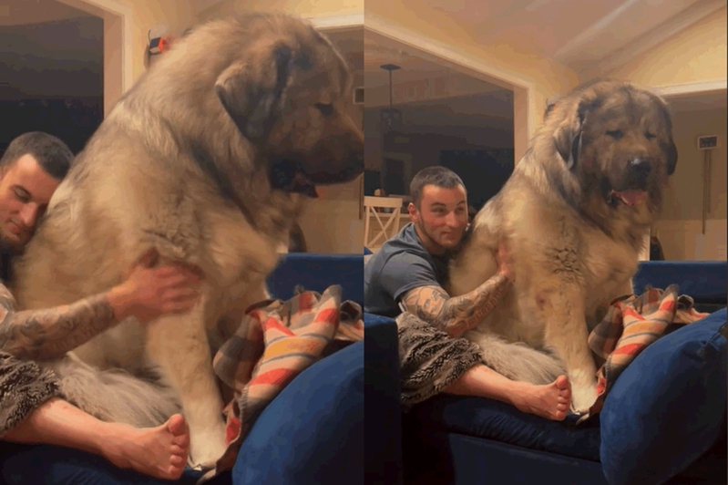 高加索犬「Yogi」身形相當巨大，最喜歡壓在把拔腿上。圖擷自tiktok/@yogibearsmom