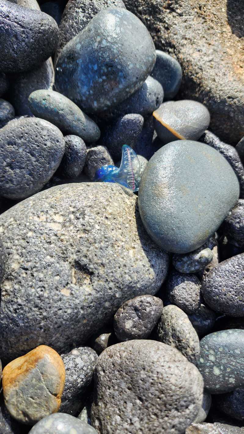 東河鄉七里溪出海口發現沙灘上出現大量僧帽水母，專家提醒毒性很強，即使已經死亡也不要觸碰。圖／讀者提供