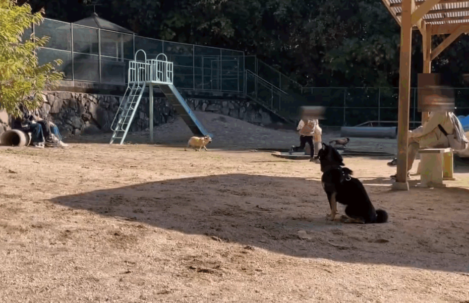 日本一隻黑柴「Peko」看到狗公園太熱鬧，反而變得相當放不開，愣在原地不敢動。圖擷自X/kuroshibapeko