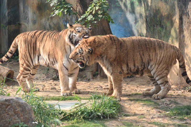 孟加拉虎兄弟六福（左）、來福（右）2005年在六福村出生，之後一起來到了新竹市立動物園成為孩子們最愛的動物明星。圖／新竹市立動物園提供