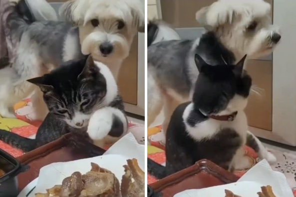 貓咪想偷吃桌上的食物被狗狗阻止，惡狠狠地回頭要對方別多管閒事。圖/翻攝自微博