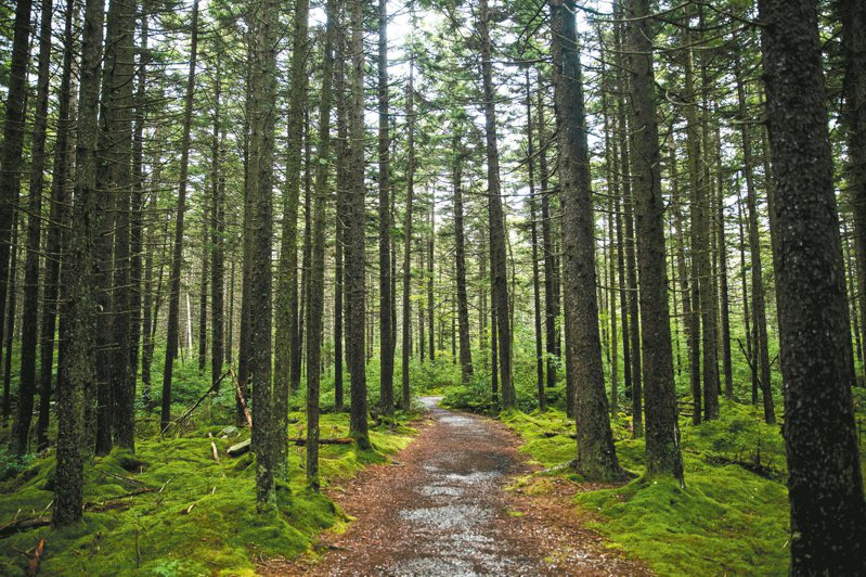 最新大規模研究揭露林木與減緩氣候變遷的關聯性。（紐約時報）