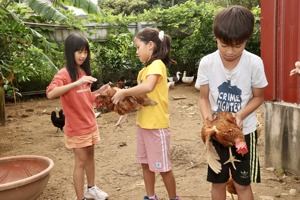 福隆國小有一雞舍，養了二、三十隻的蛋雞、蛋鴨，學校不缺蛋。雞鴨都由學生來照顧，收取雞蛋。記者黃義書／攝影