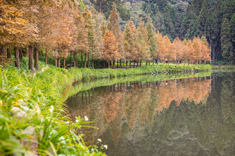 山林溪水杉林轉為金黃，與水面倒影相互輝映，美景如畫。圖／南投縣政府提供