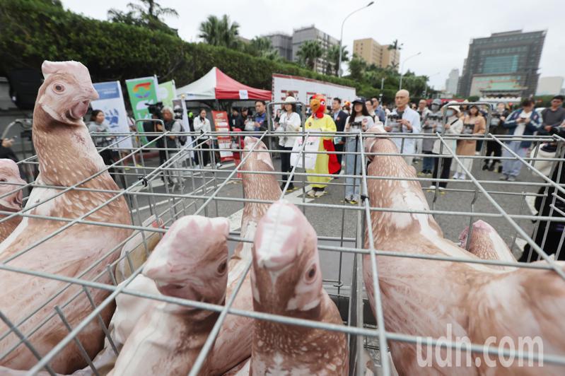動保團體今天發起「為母雞挺身而站」行動，為台灣產蛋母雞爭取基本動物福利，號召上百位民眾上凱道，並站進僅有A4大的空間裡，體驗產蛋母雞被飼養在「格子籠」內的悲慘處境，要求政府重視經濟動物福利，帶領蛋雞產業轉型友善飼養。記者許正宏／攝影