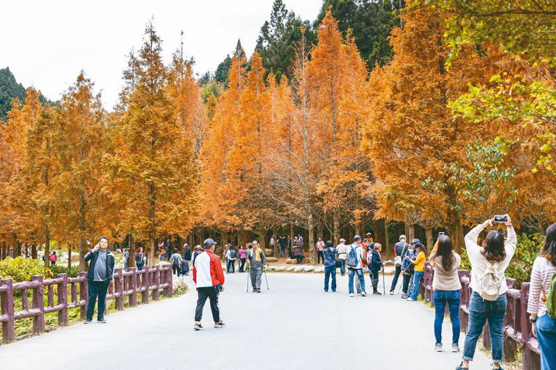 杉林溪水杉林羽狀葉轉為金黃，吸引大批遊客賞景。圖／南投縣政府提供