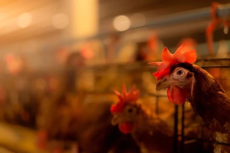 日本鹿兒島縣政府今天表示，有關轄內出水市一處養雞場發生疑似禽流感疫情，經過基因檢查後確認陽性。（取材自ingimage）