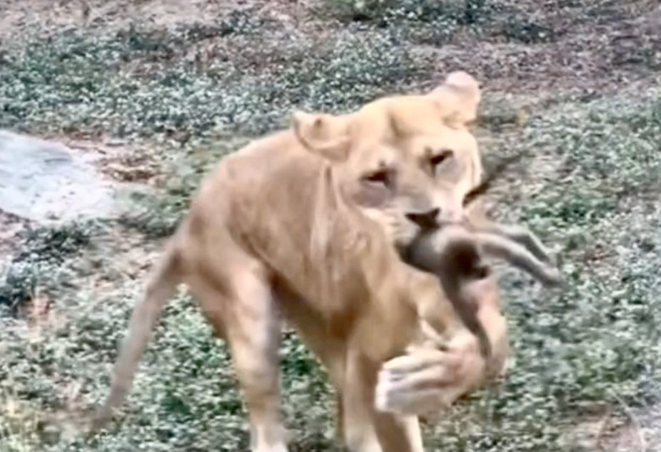 高雄壽山動物園發生野生幼猴掉落獅子展區遭啃咬致死。記者蔡世偉／翻攝