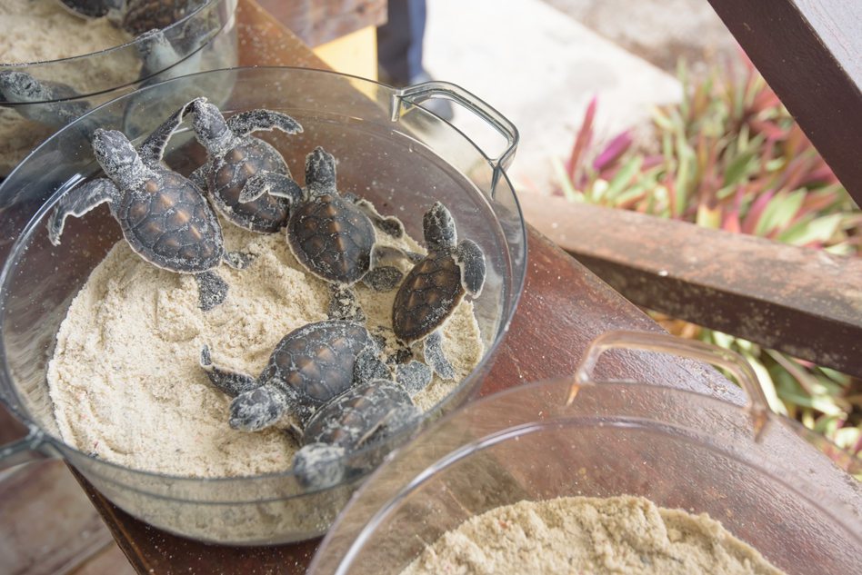 環灘島上進行海龜復育，已有不錯成果。圖／業者提供