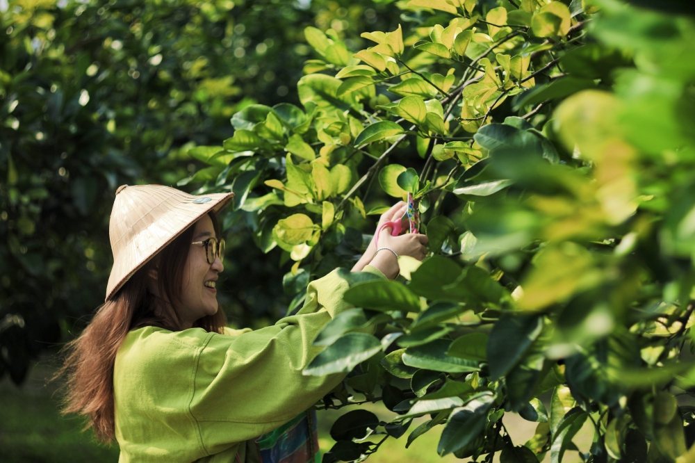 不分四季都能在柚子園體驗各種農務。