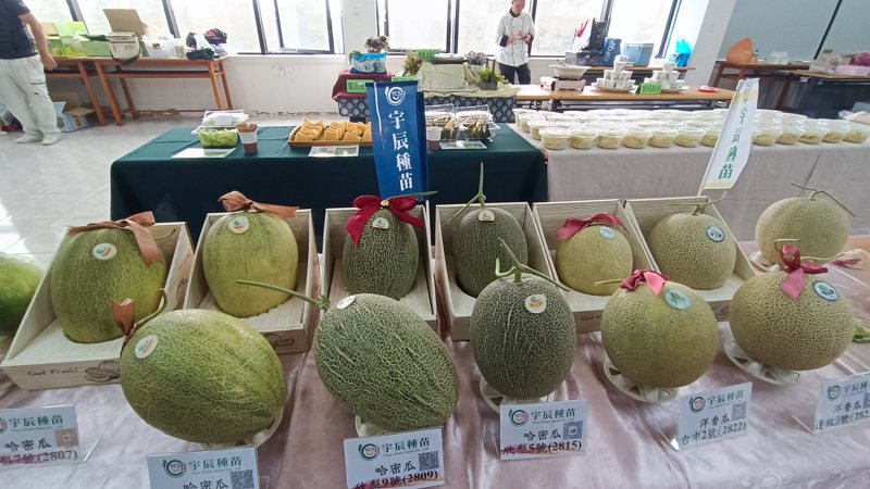 台南北門農會HARU洋香瓜評鑑今年停辦改展售活動，當天將展出不同品種洋香瓜。記者謝進盛／攝影