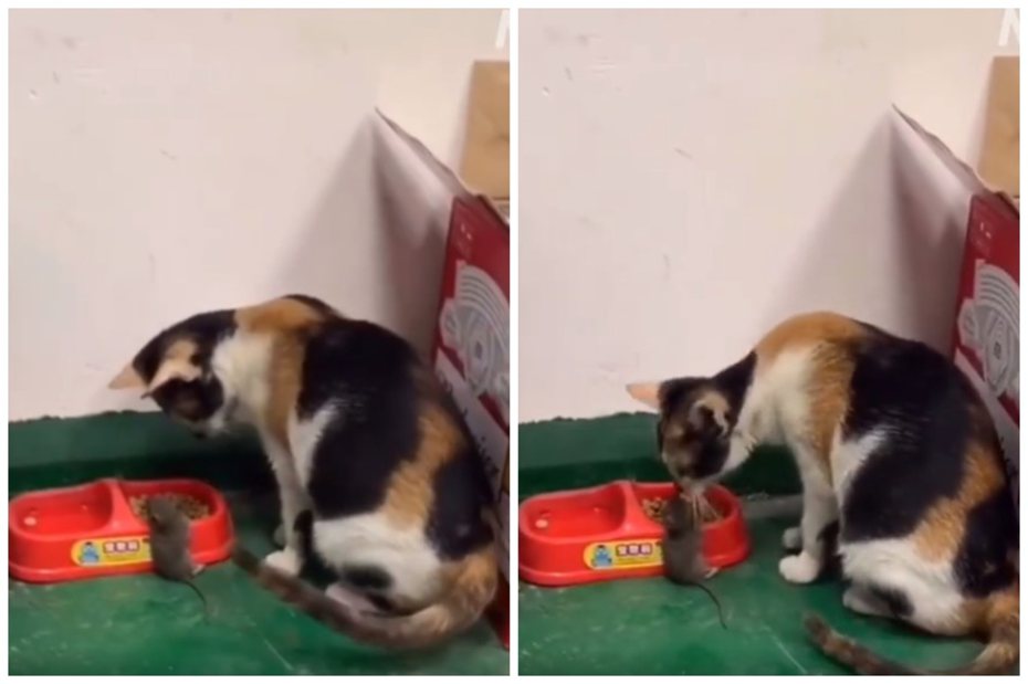 三花貓把老鼠帶到飯碗旁與牠分享飼料。圖取自臉書