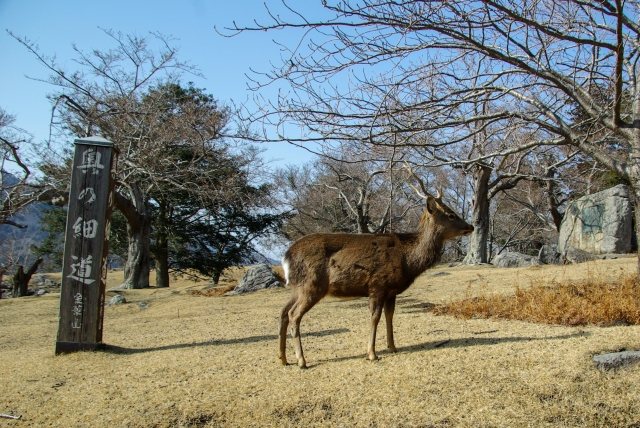 ▲金華山一路往神社方向走去，都可以看到野生的鹿群。　圖：写真AC／提供