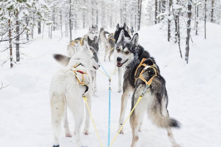 「Jokkmokkguiderna」生態導覽團提供北方森林和山區的狗拉雪橇探險活動，所有行程皆取得瑞典生態旅遊協會的批准。 圖片來源／imagebank.sweden.se（Anna Öhlund）