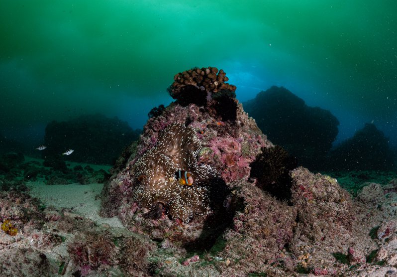 小琉球的珊瑚礁生態系已過臨界點。小琉球珊瑚礁示意圖。圖／綠色和平提供
