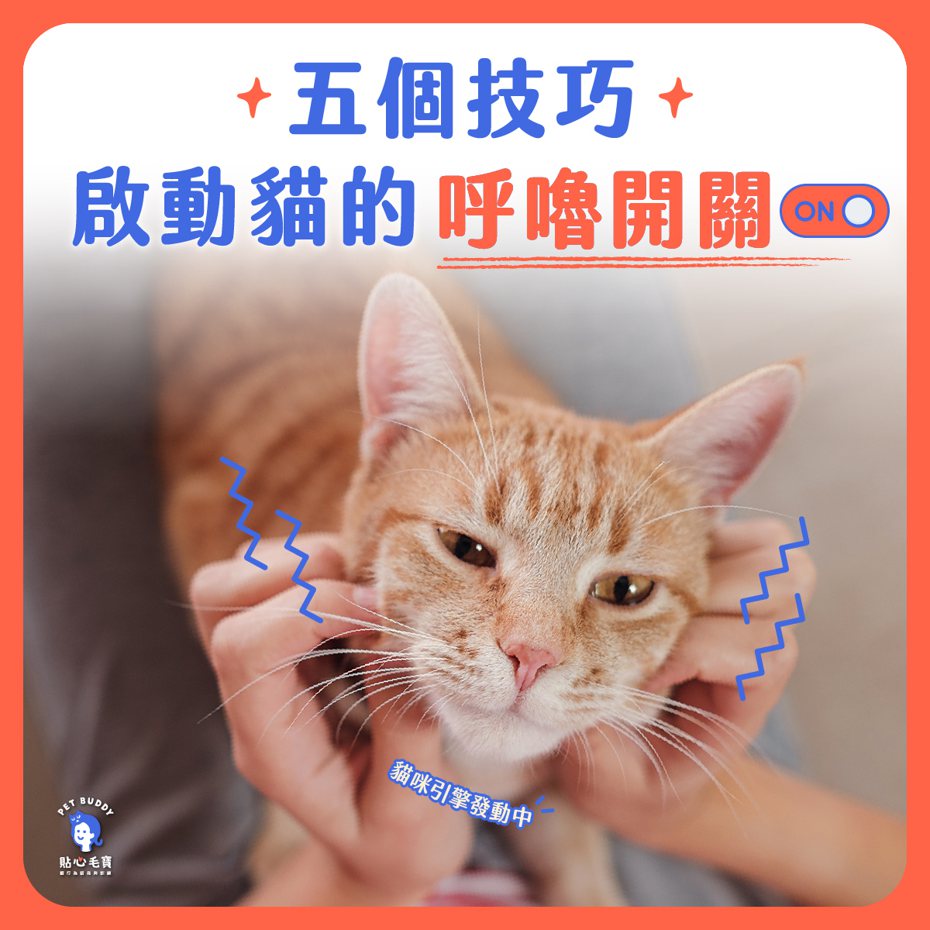 (圖/貼心毛寶- 貓行為諮商與訓練 Pet Buddy授權提供，未經同意請勿任意轉載)
