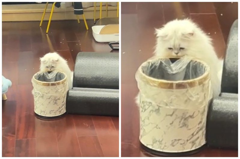 貓咪的剩飯被倒掉，惋惜看著垃圾桶。圖取自微博