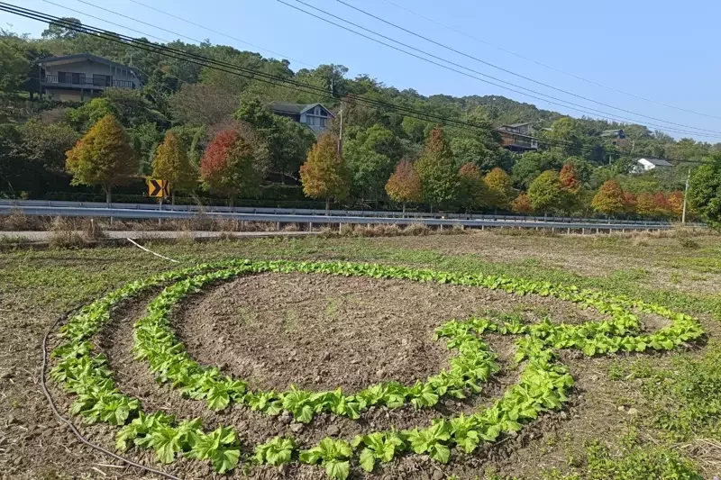 對岸有一塊農田，農民還發巧思將福菜種成心形圖樣，與一旁豎型菜園兜成「I LOVE」圖樣，相當有意思。記者吳傑沐／攝影