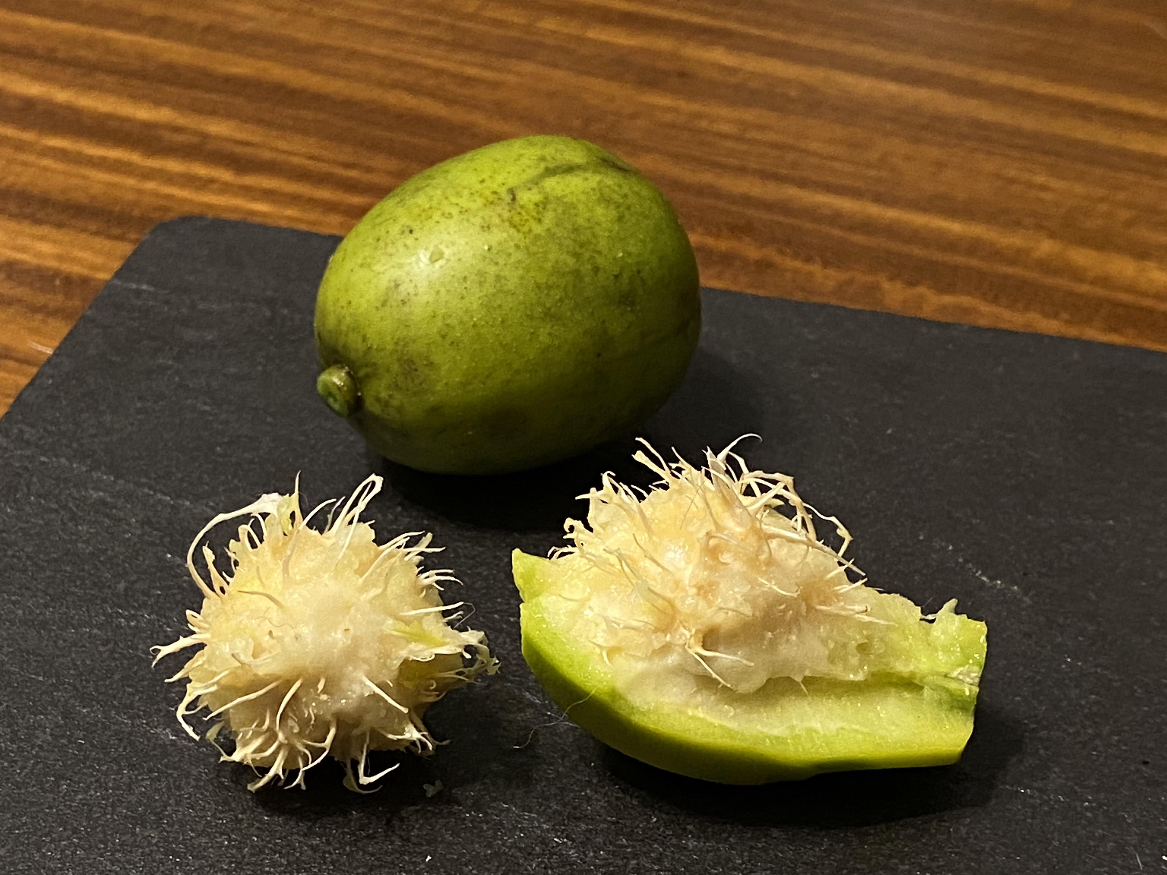 沙梨橄欖成熟過程，中心的果核開始纖維化變成種子。圖/黃義書