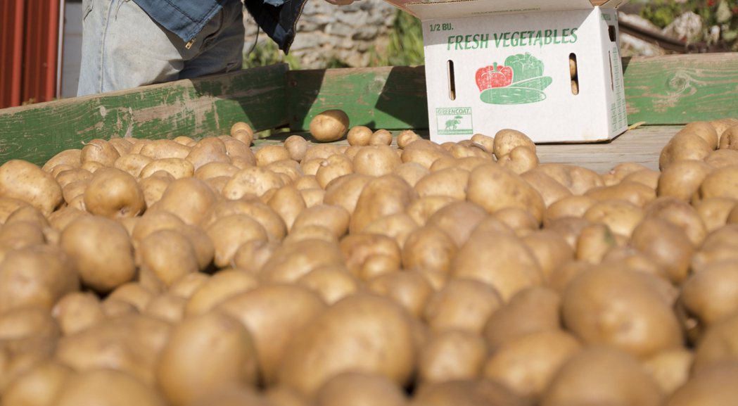 歐洲大雨使馬鈴薯收成延後，恐影響耶誕節供給。美聯社