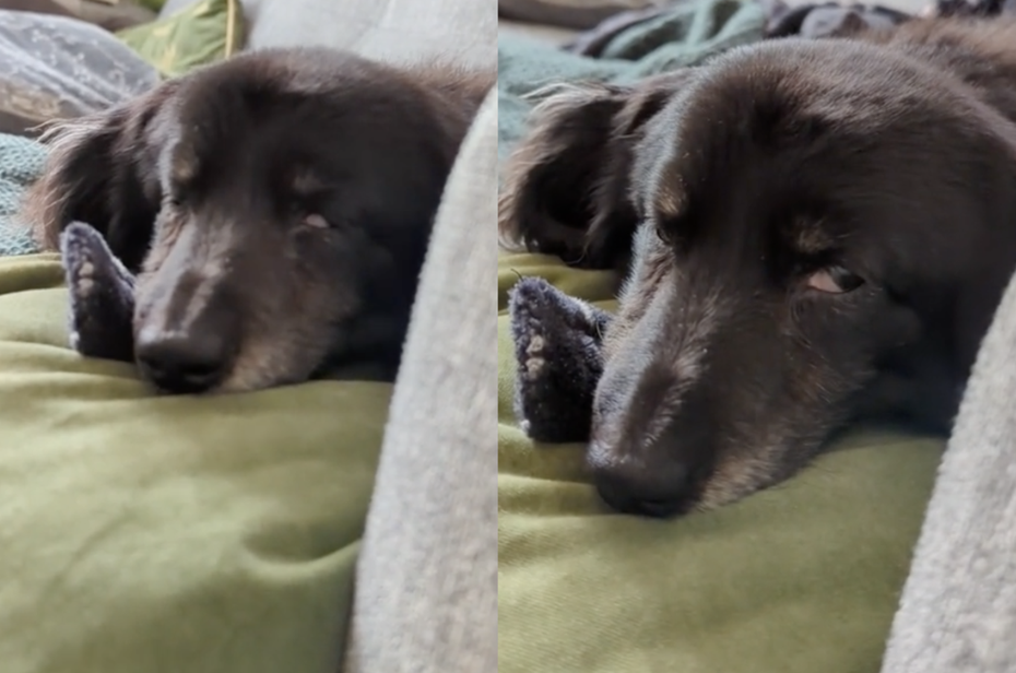 1歲的黑色臘腸犬「奧利奧」（Oreo）白眼就快翻到後腦勺。（圖／翻攝自抖音 @ORE​​.BOYBOY）